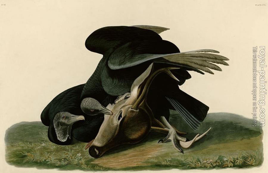 John James Audubon : Black vulture or carrion crow